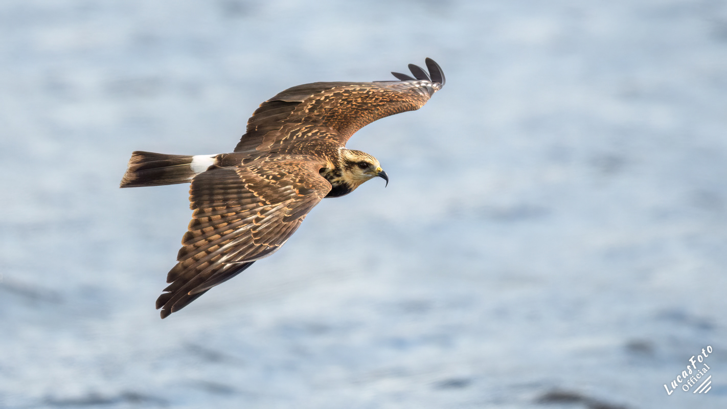 Snail Kite