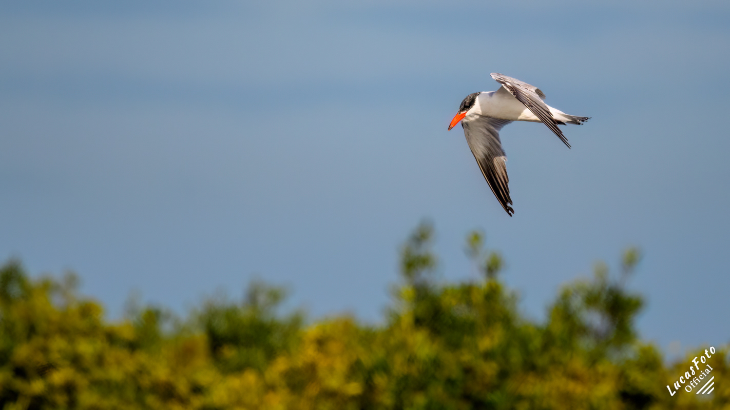 Caspian Tern