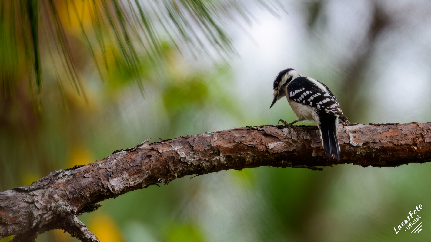 Downy Woodpecker