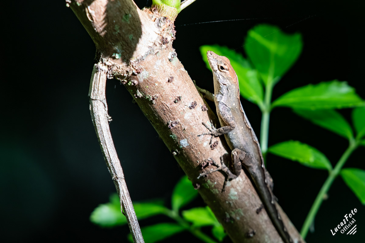 Brown Anole
