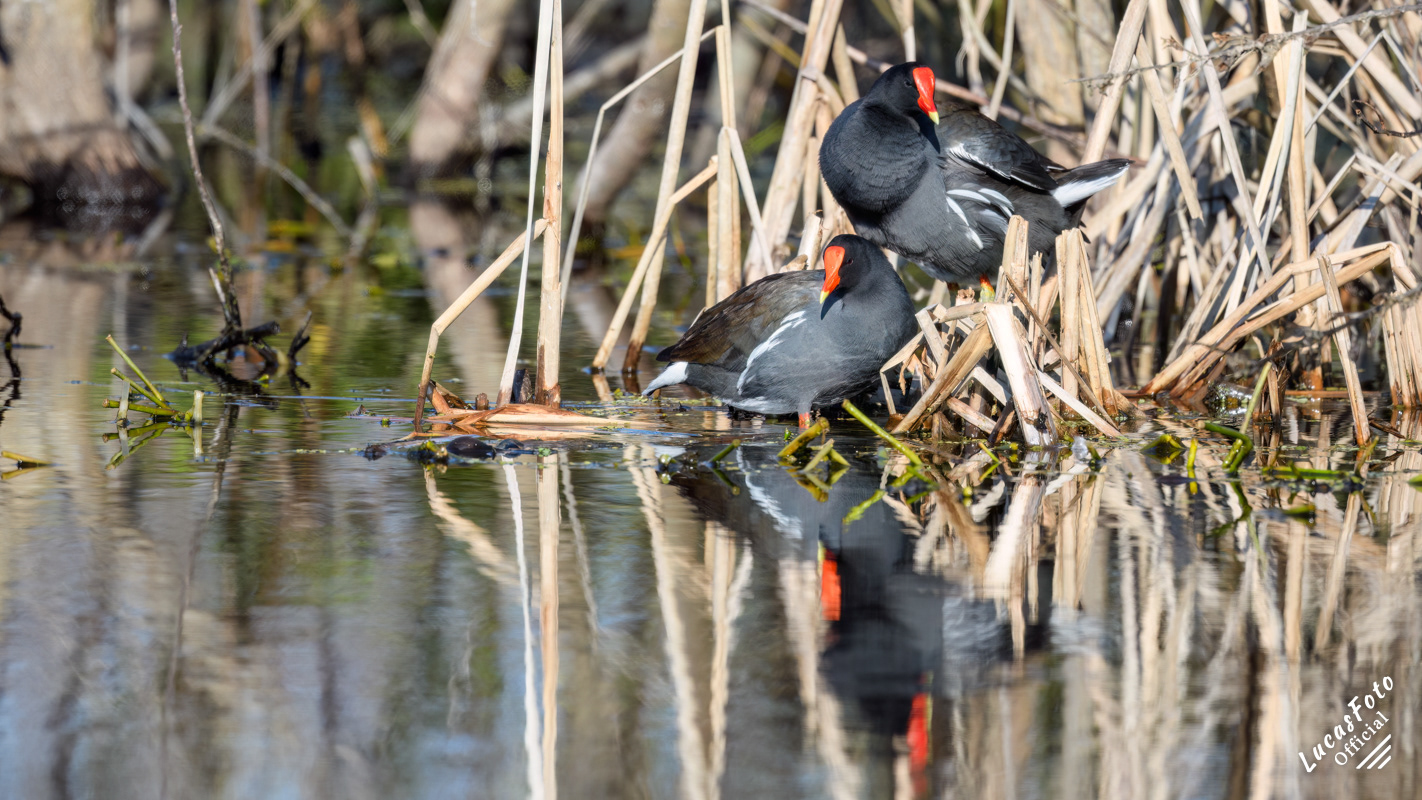 Common Gallinule
