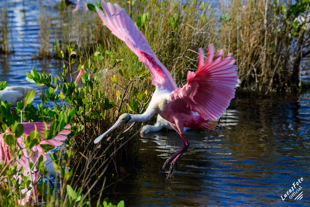 Roseate Spoonbill