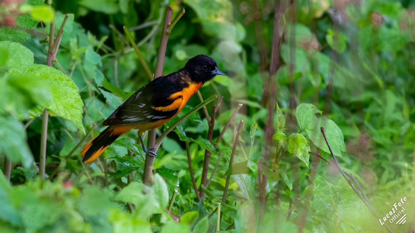 Baltimore Oriole