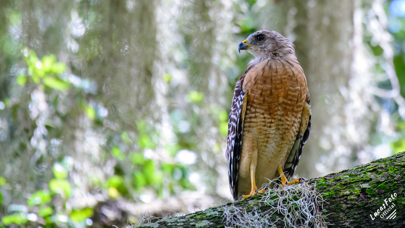 Red-shouldered Hawk