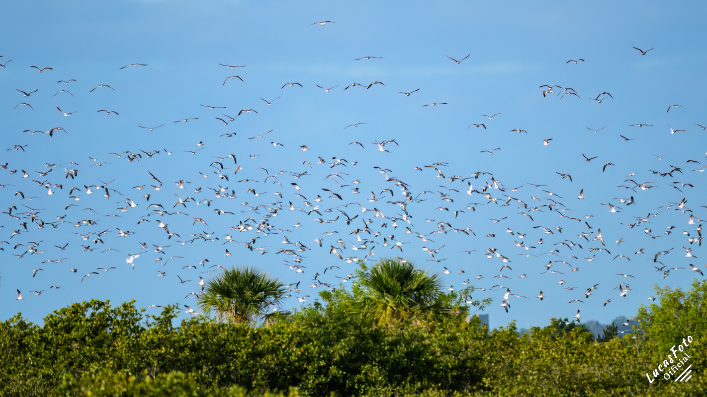 Laughing Gull / Ring Billed Gull / Caspian Tern