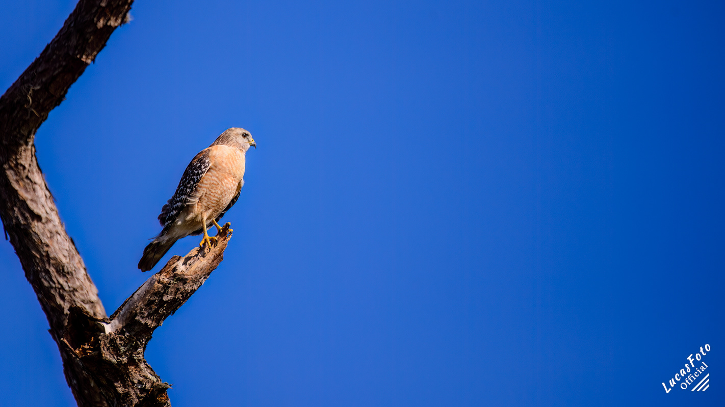 Red-shouldered Hawk