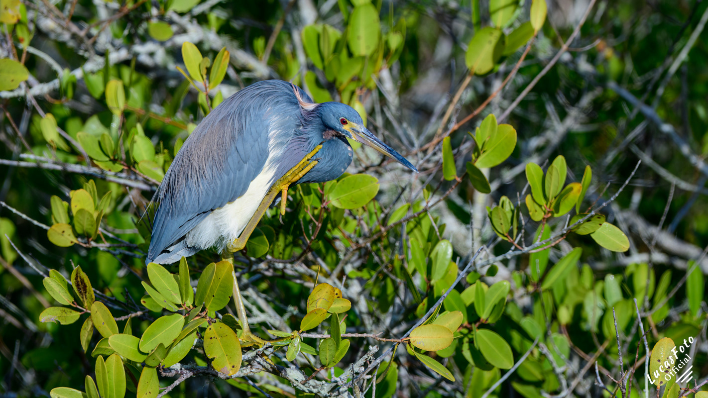 Tricolored Heron