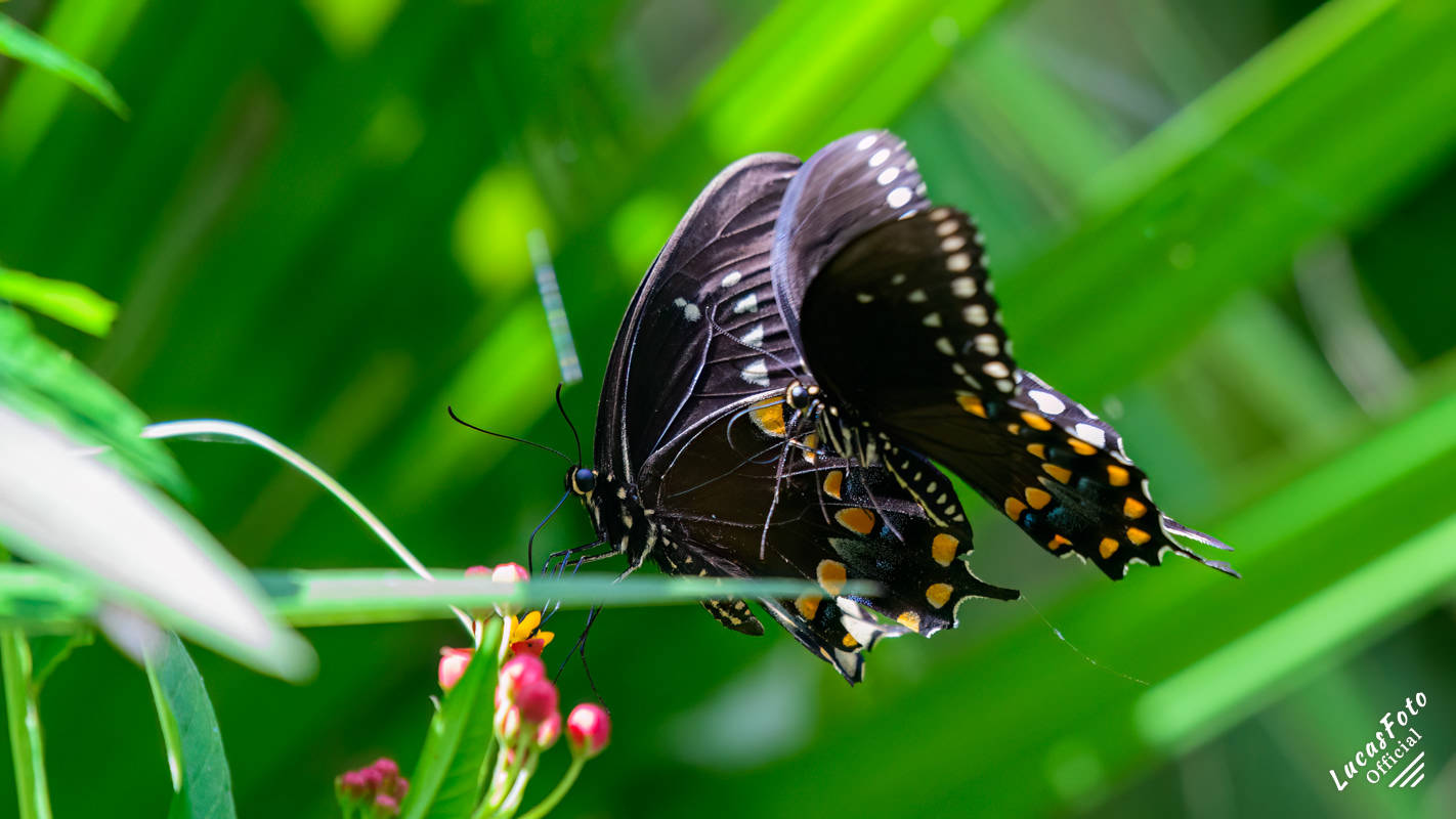 Spicebush Swallowtail