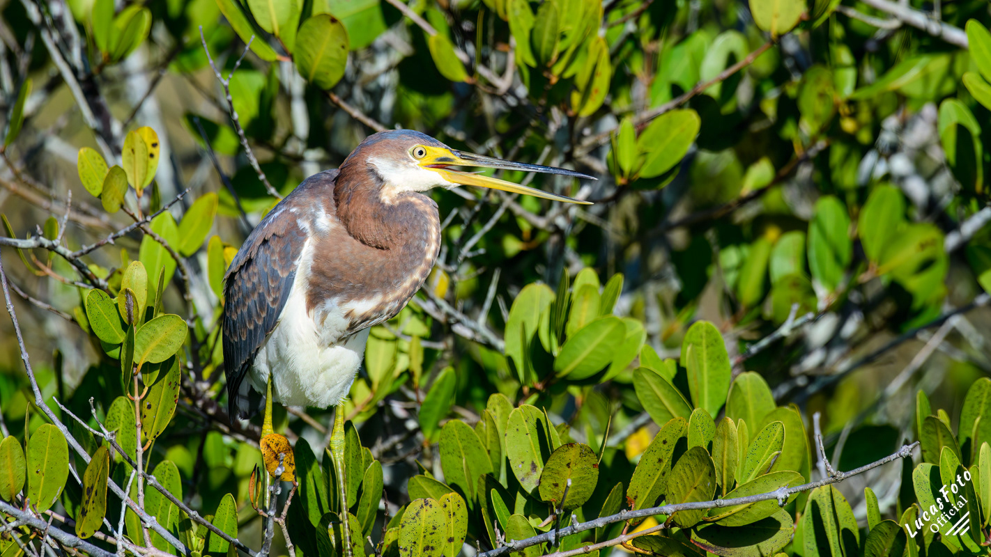 Tricolored Heron