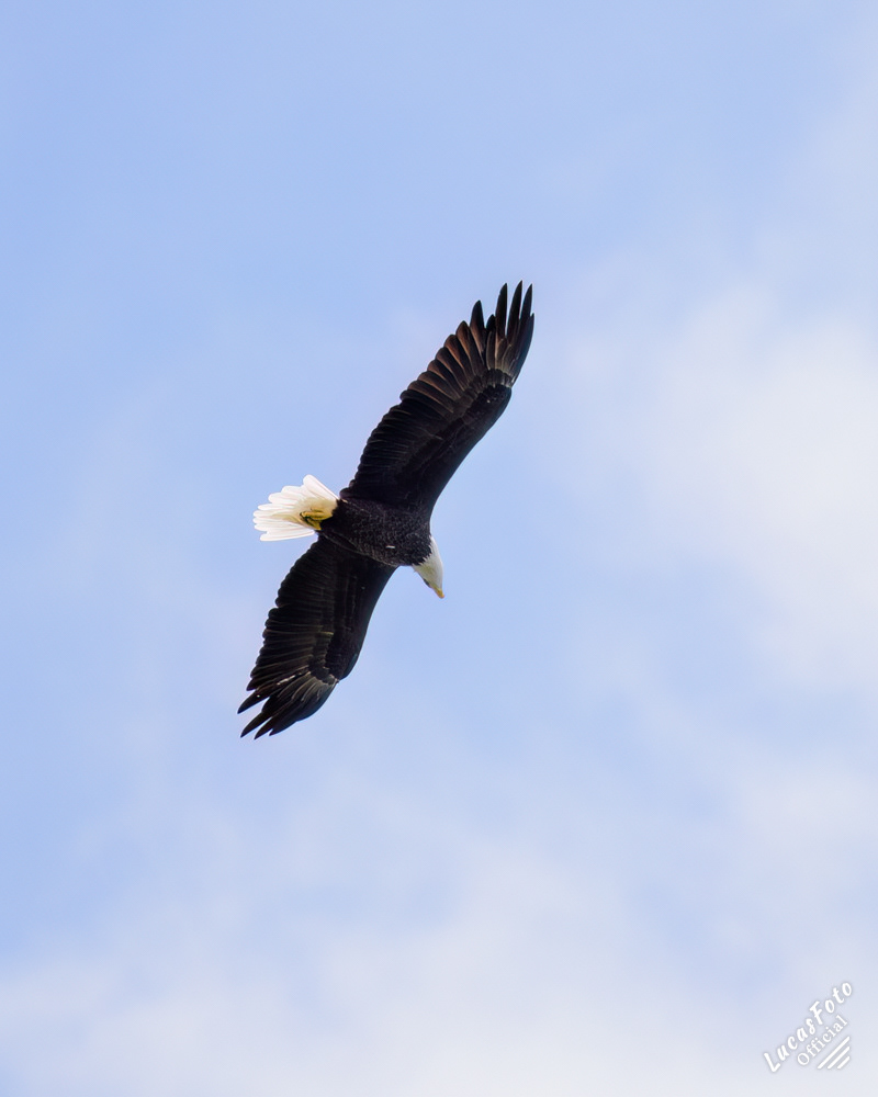 Bald Eagle