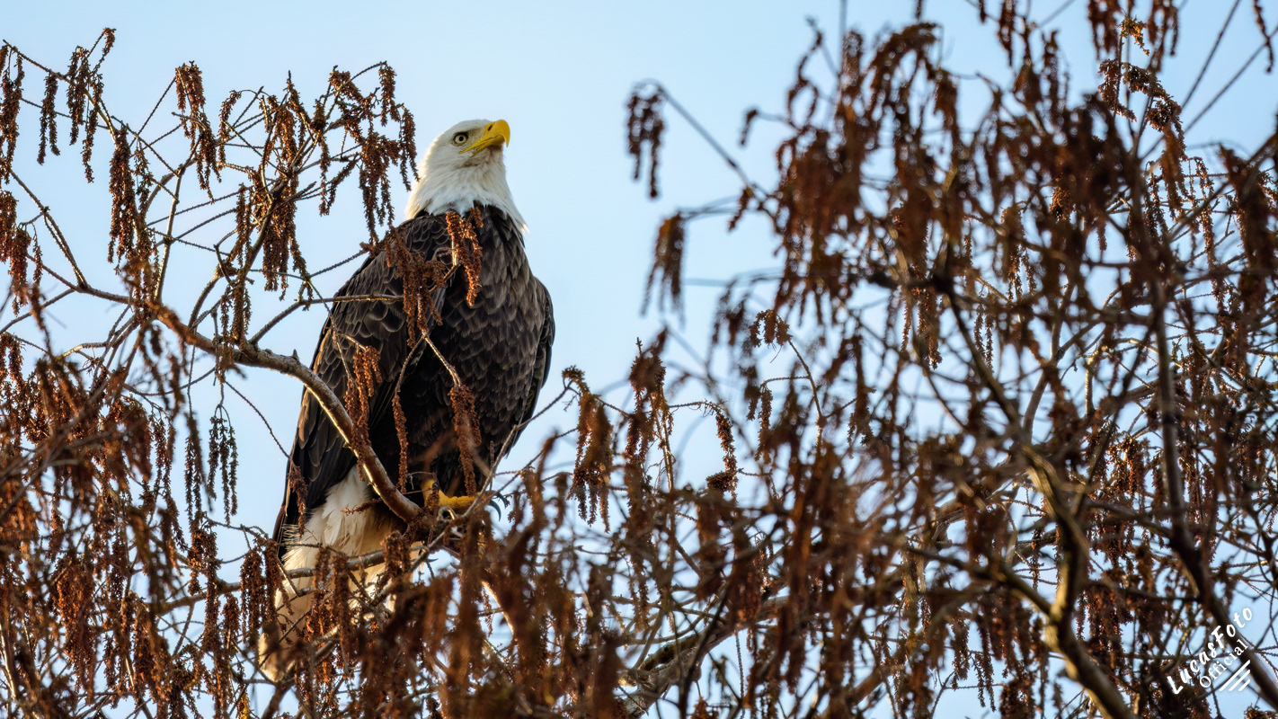 Bald Eagle