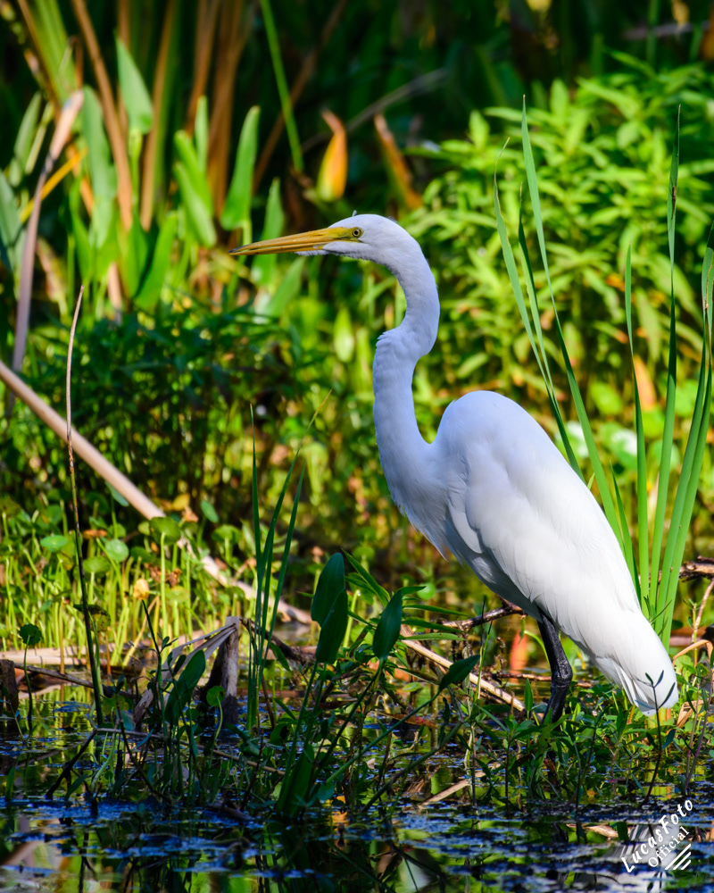 Great Egret
