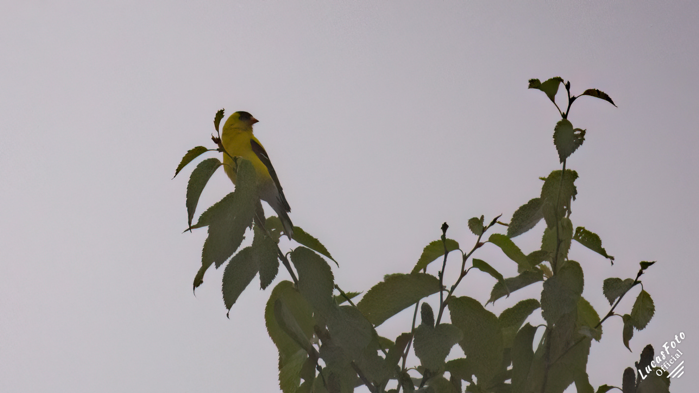 American Goldfinch