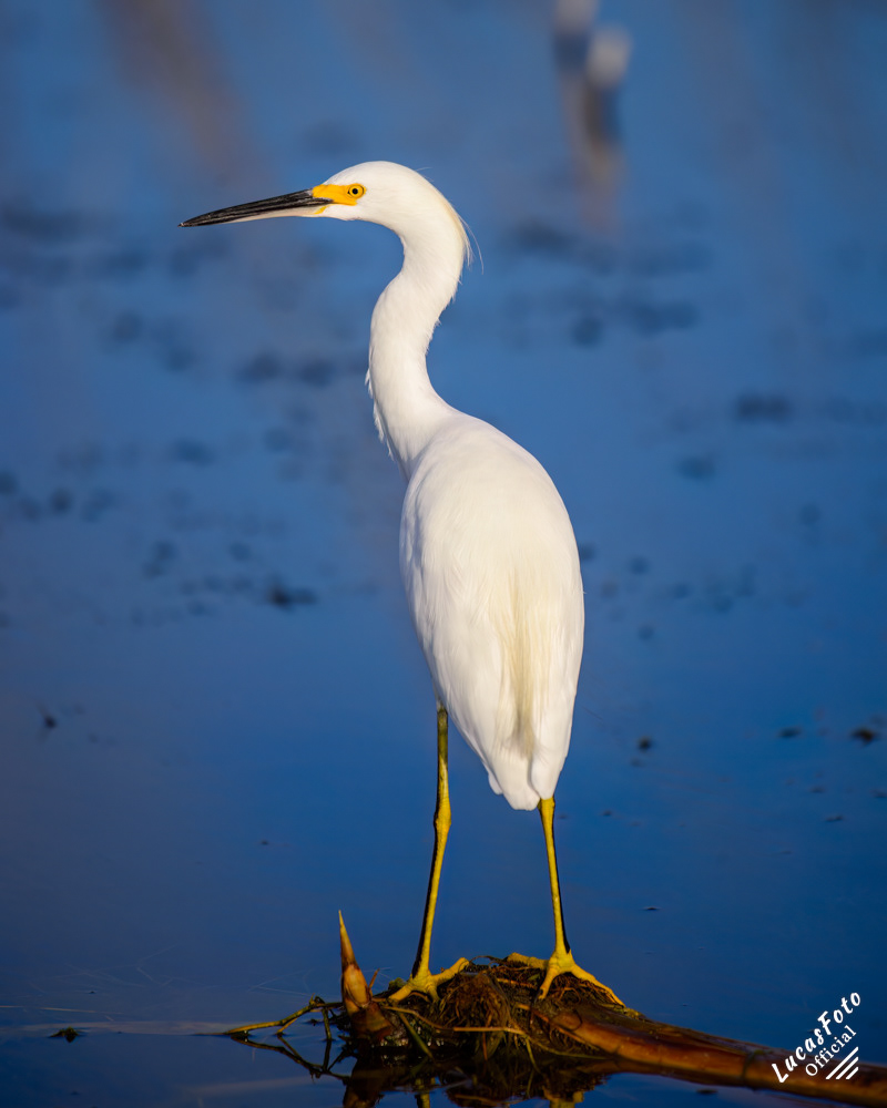 Snowy Egret