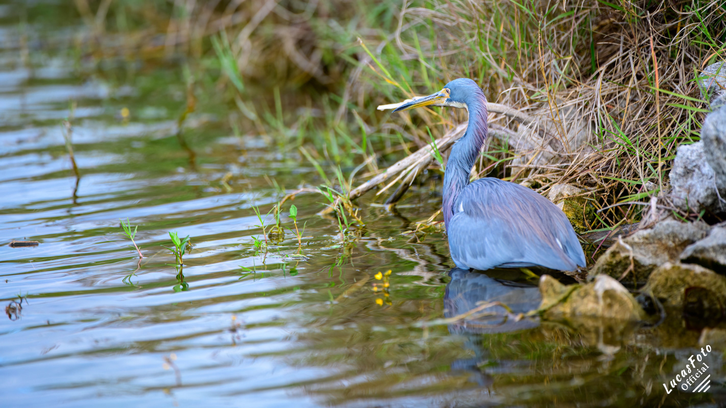 Tricolored Heron