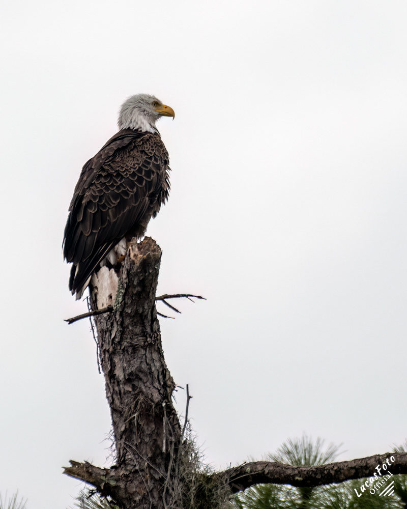 Bald Eagle