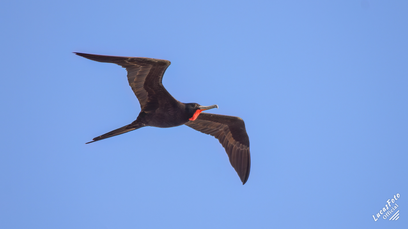 Magnificent Frigatebird