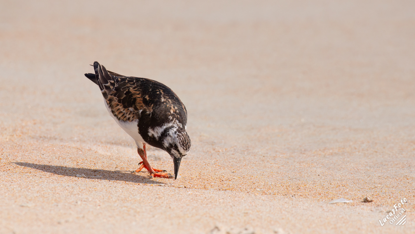 Ruddy Turnstone