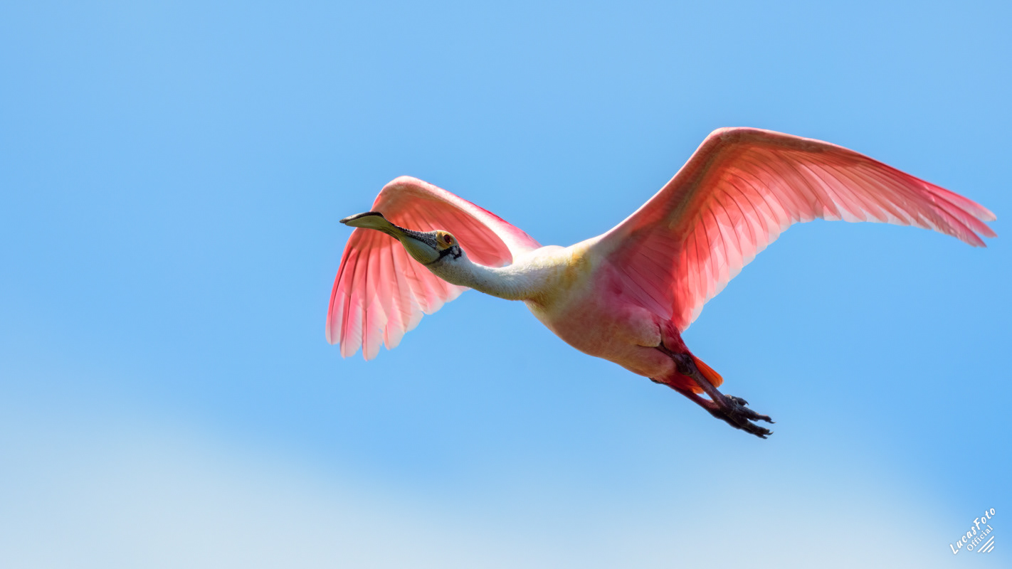 Roseate Spoonbill