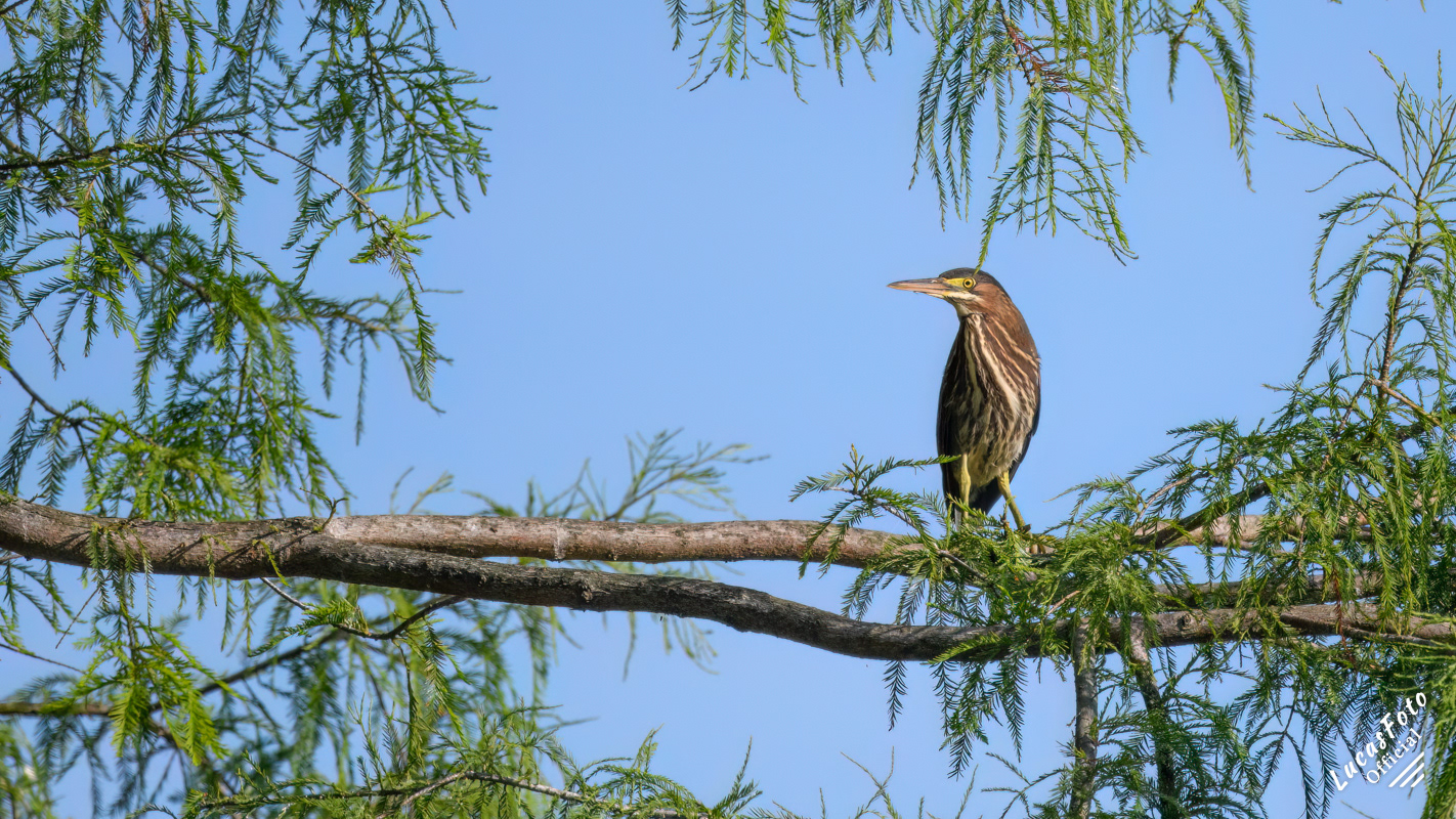 Green Heron