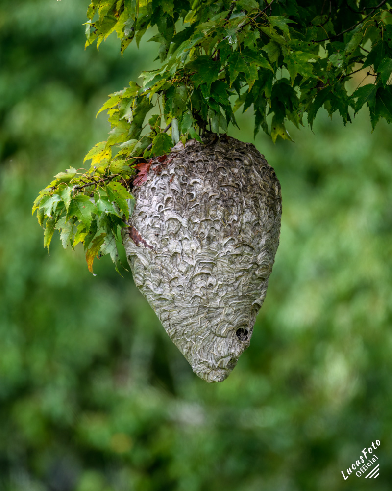 Hornet's Nest