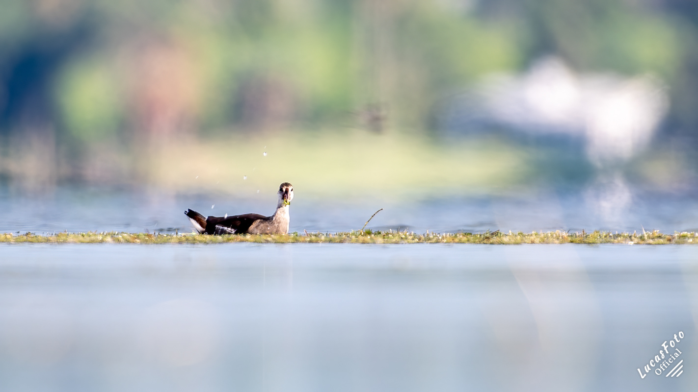 Common Gallinule