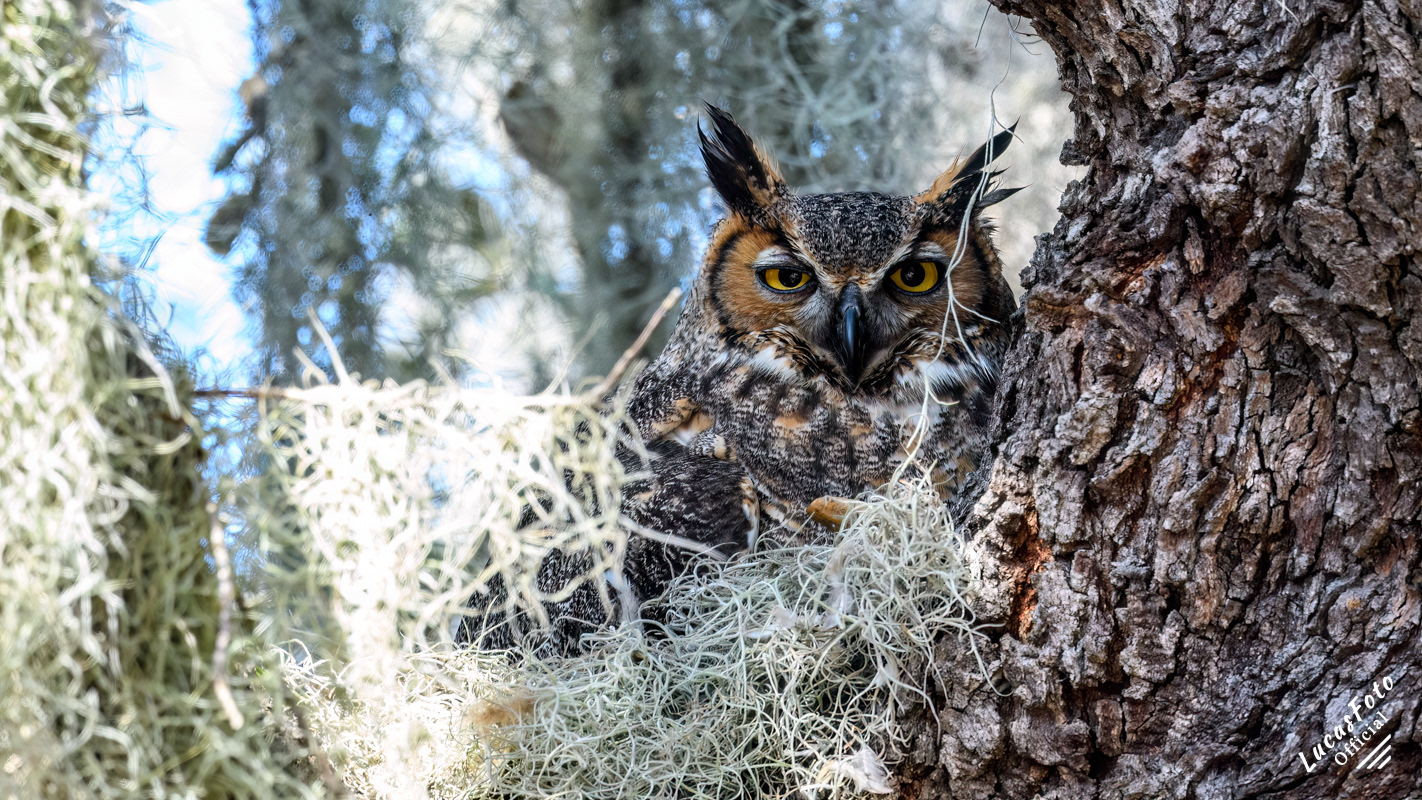 Great Horned Owl