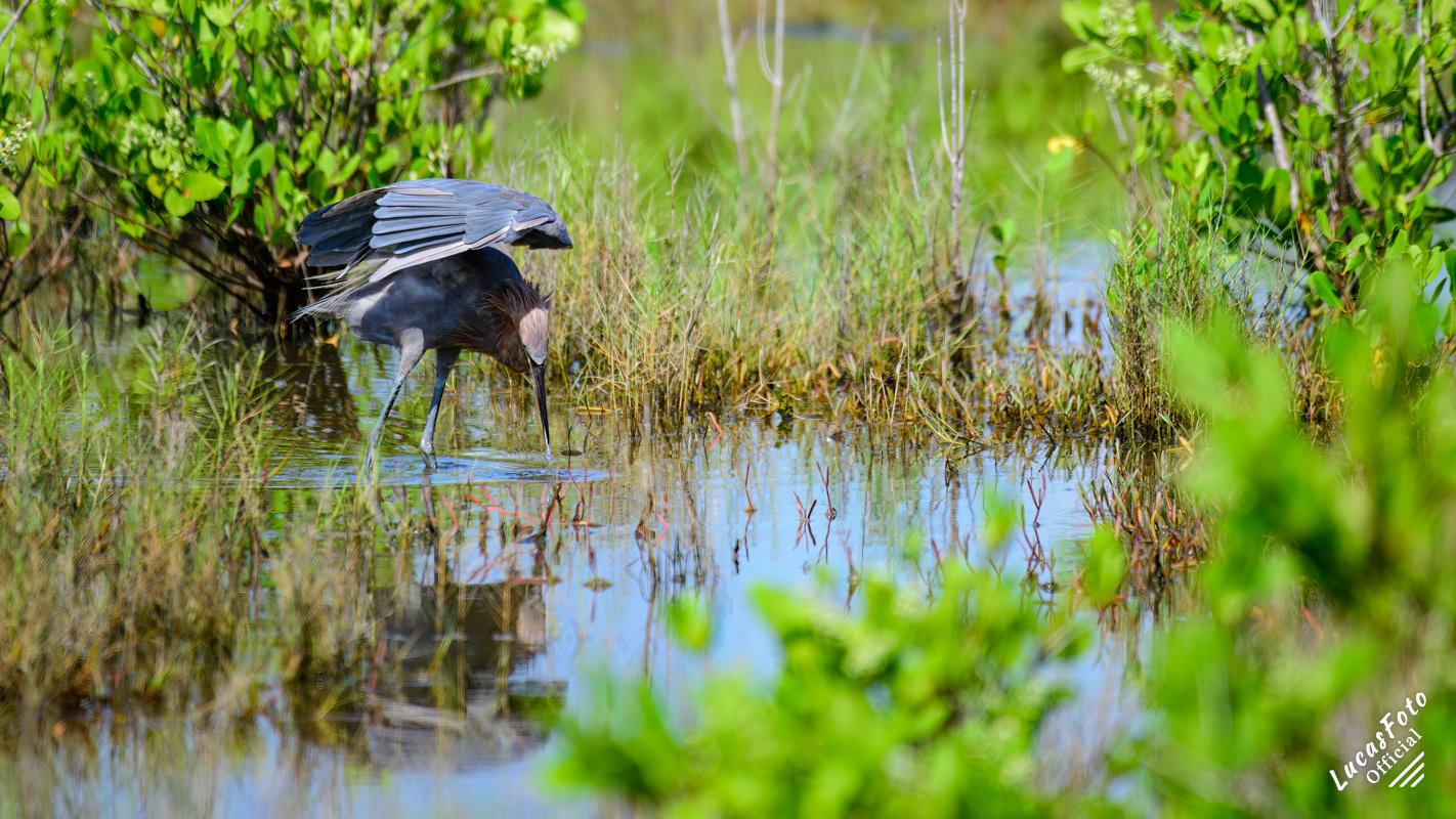 Reddish Egret