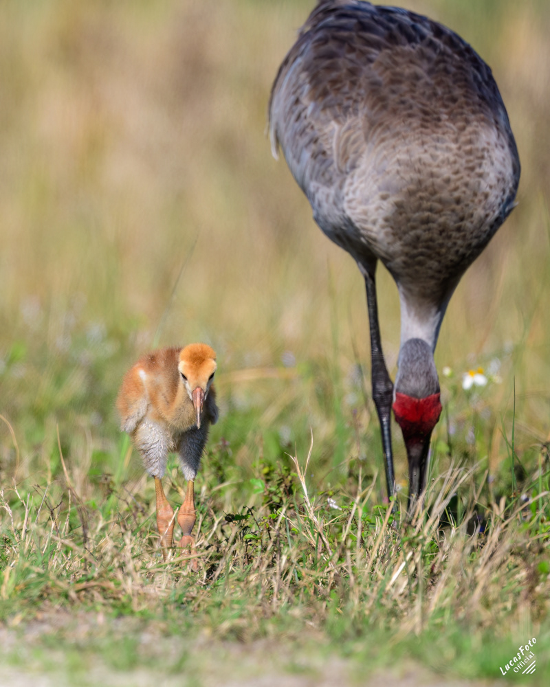 Sandhill Crane