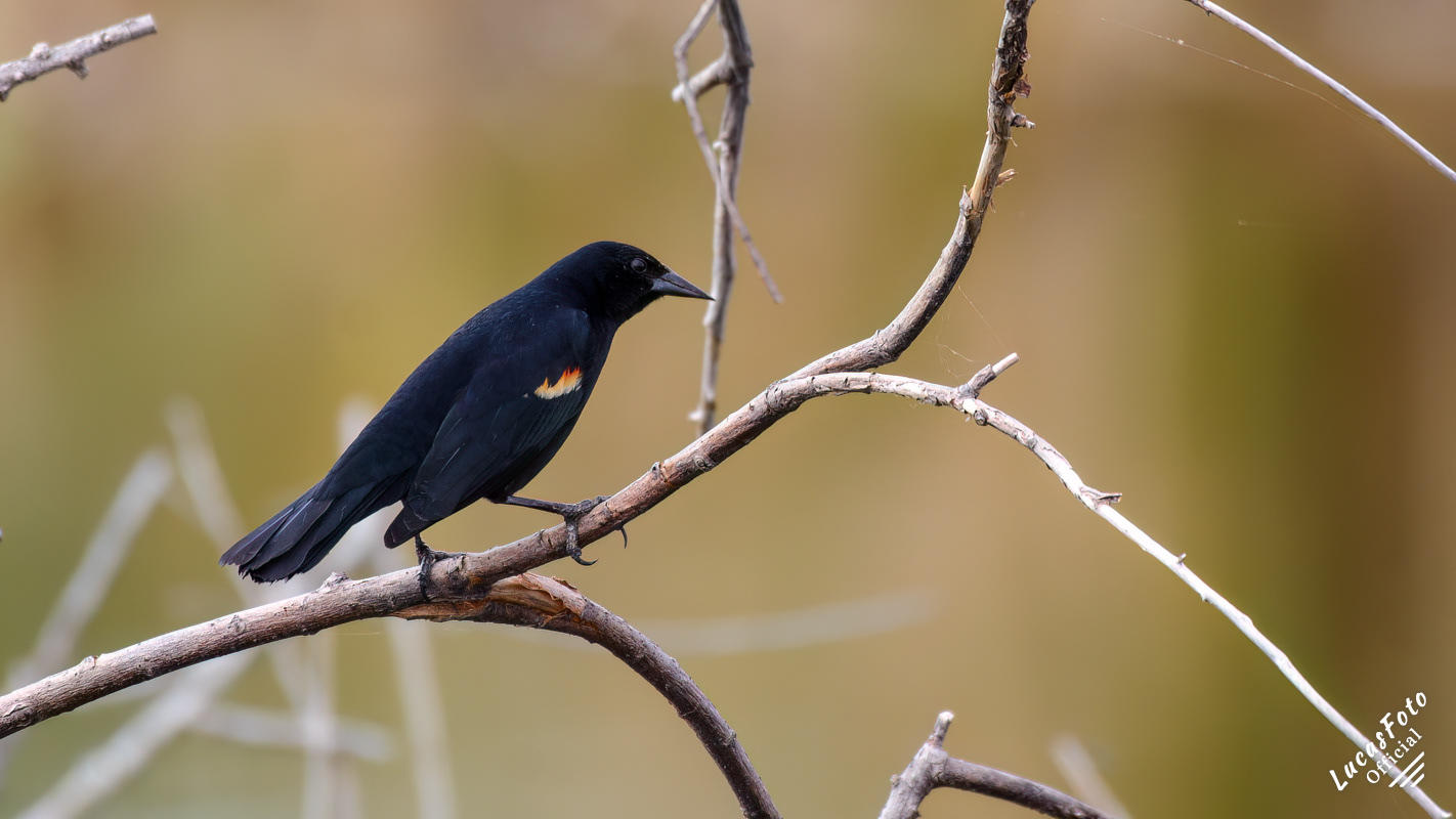 Red-winged Blackbird