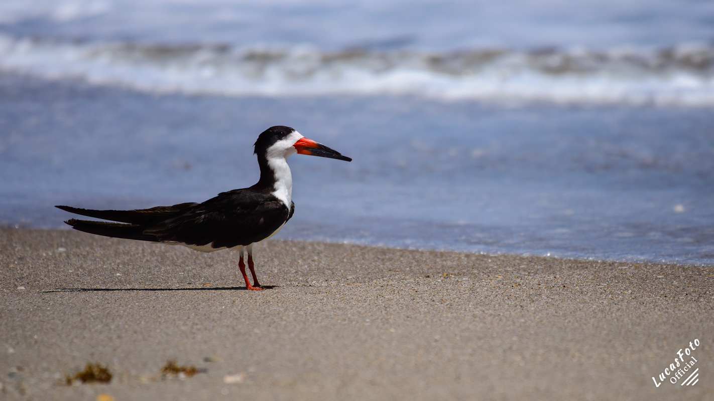 Black Skimmer