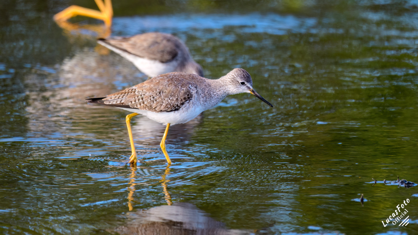 Lesser Yellowlegs