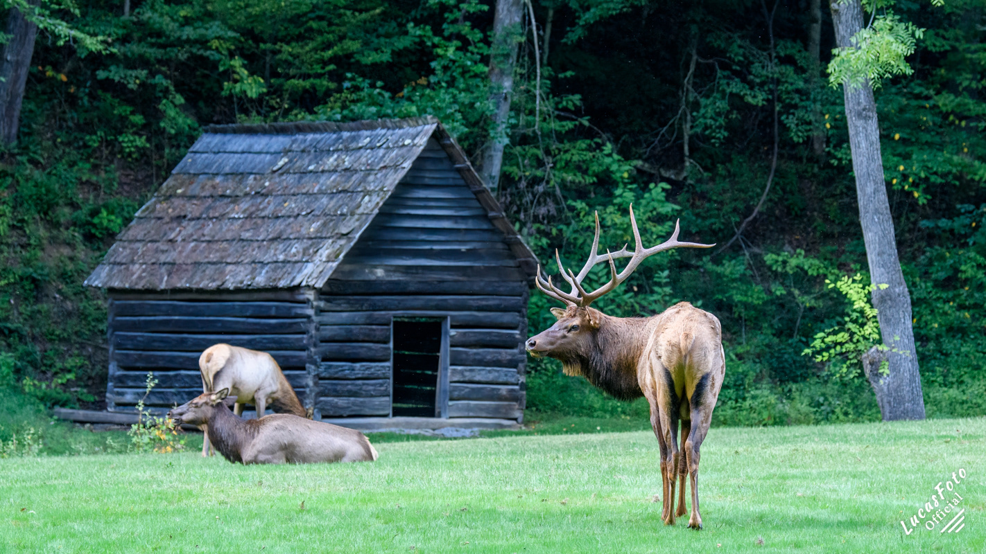 Elk