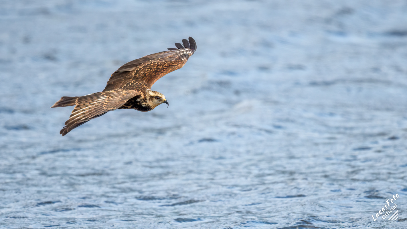 Snail Kite