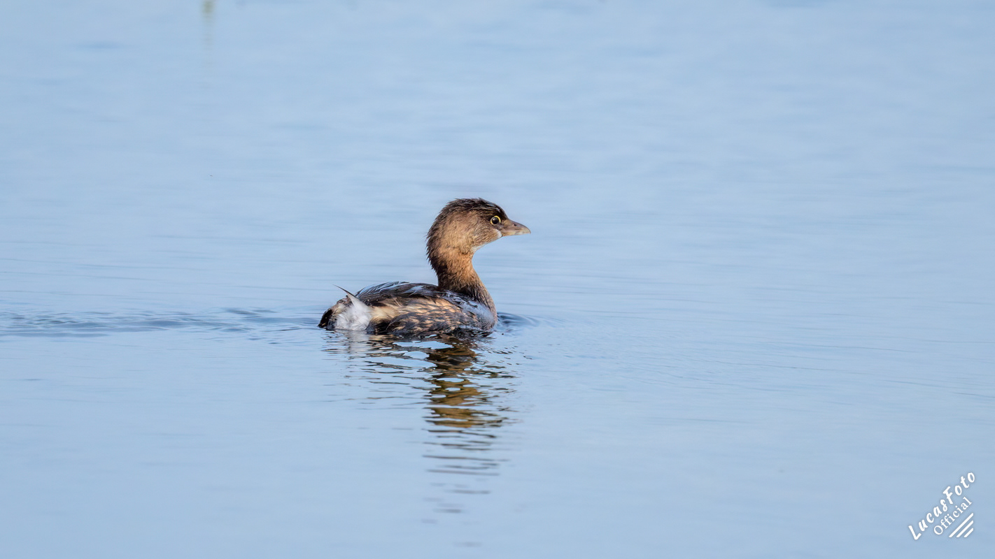 Pied-billed Grebe