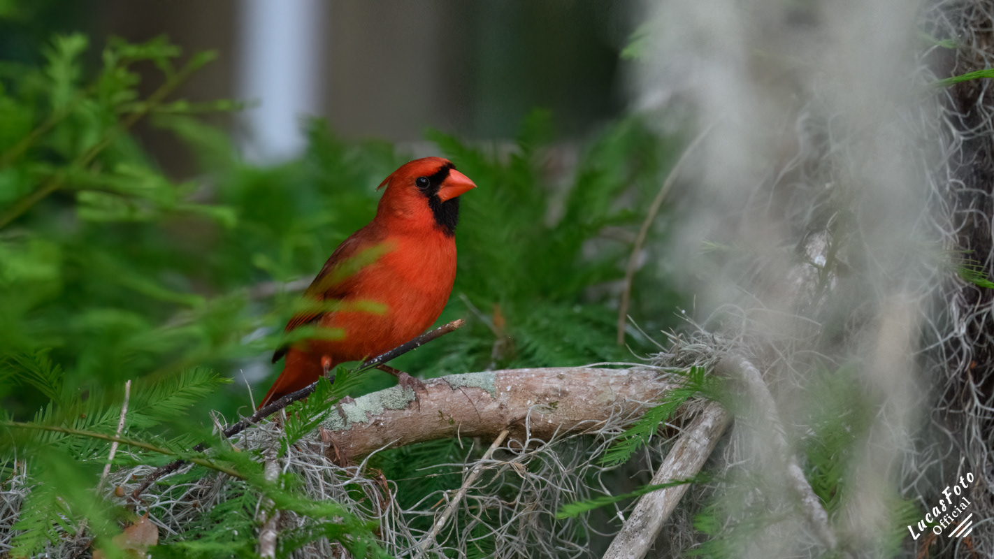 Northern Cardinal