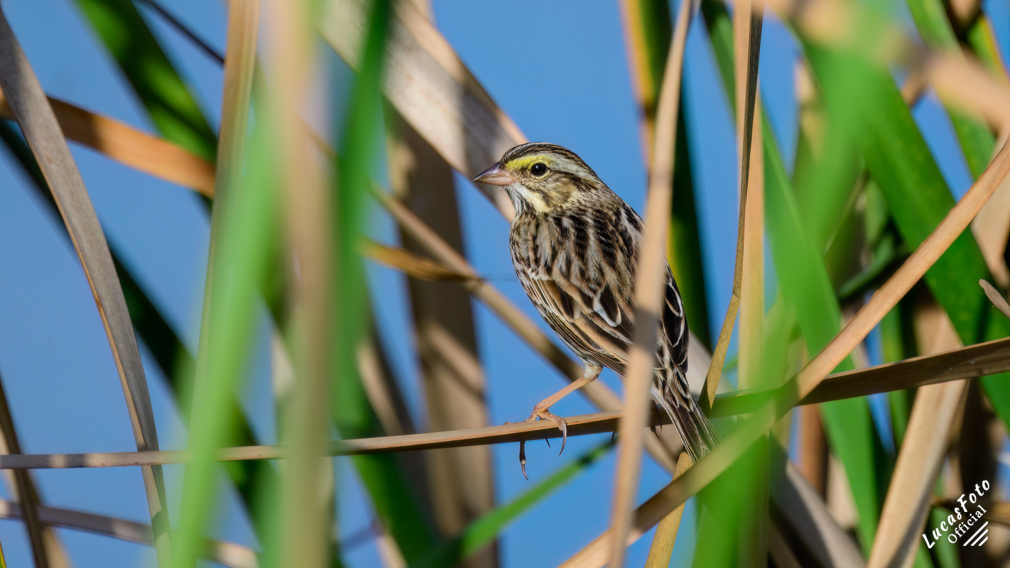 Savannah Sparrow