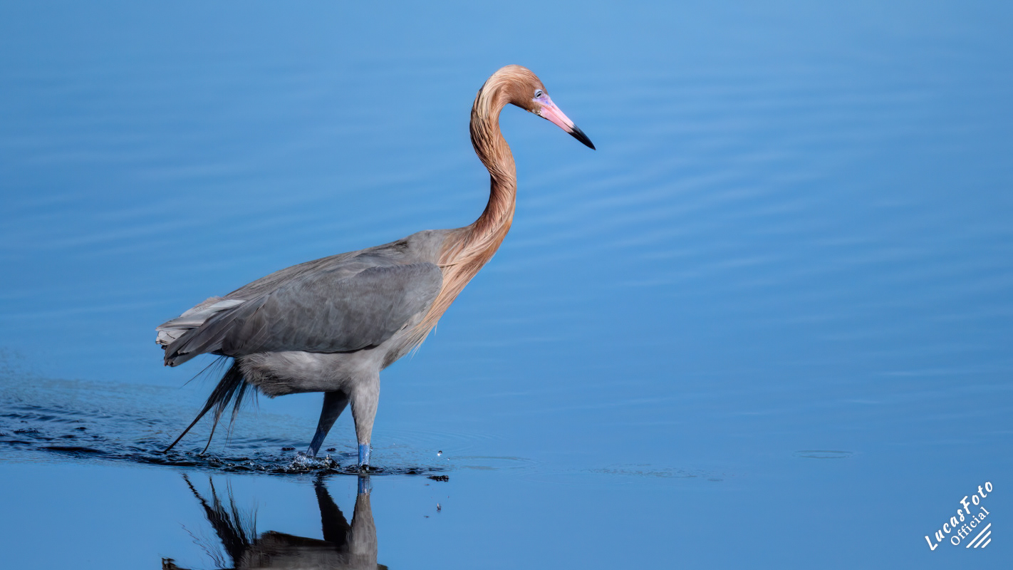 Reddish Egret