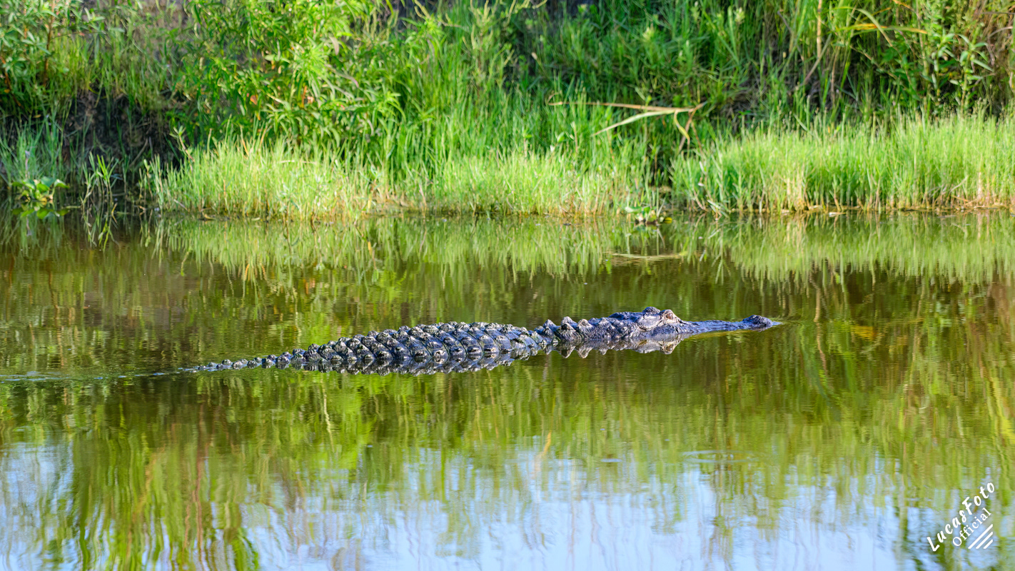 Alligator