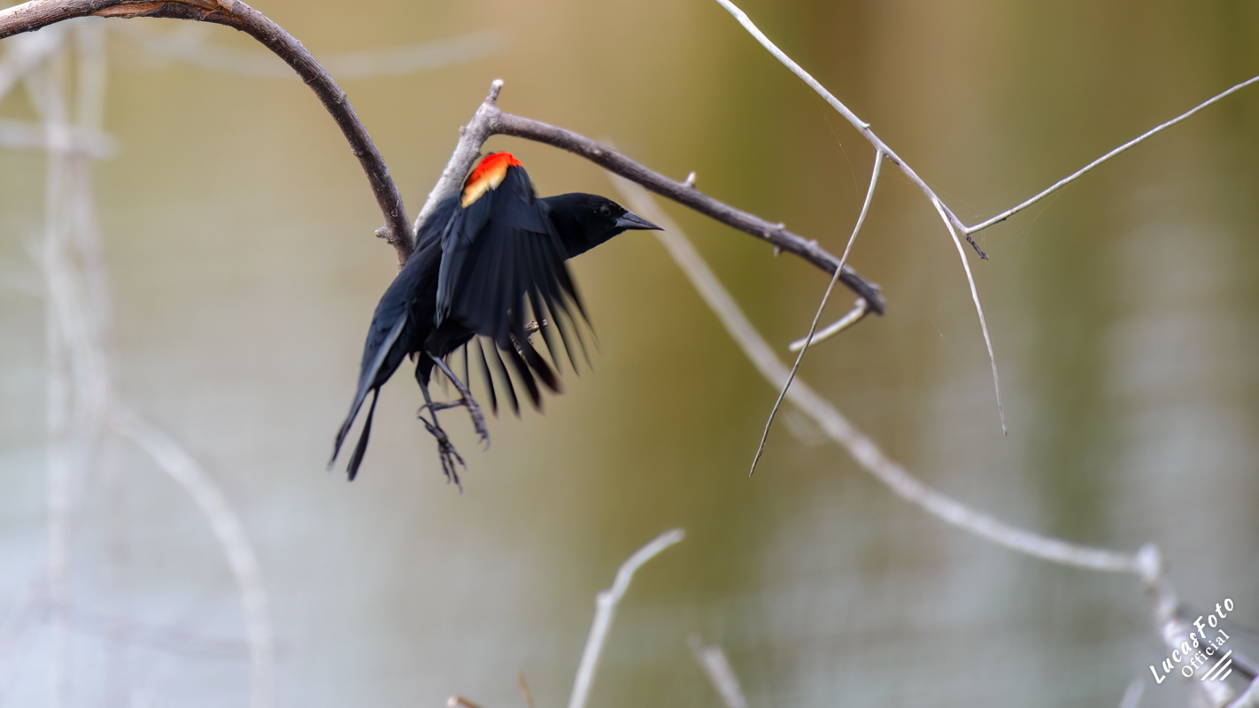 Red-winged Blackbird