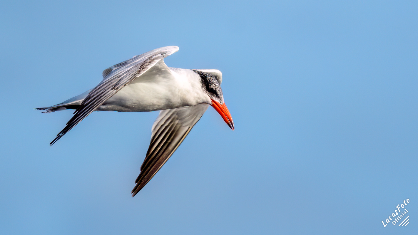 Caspian Tern