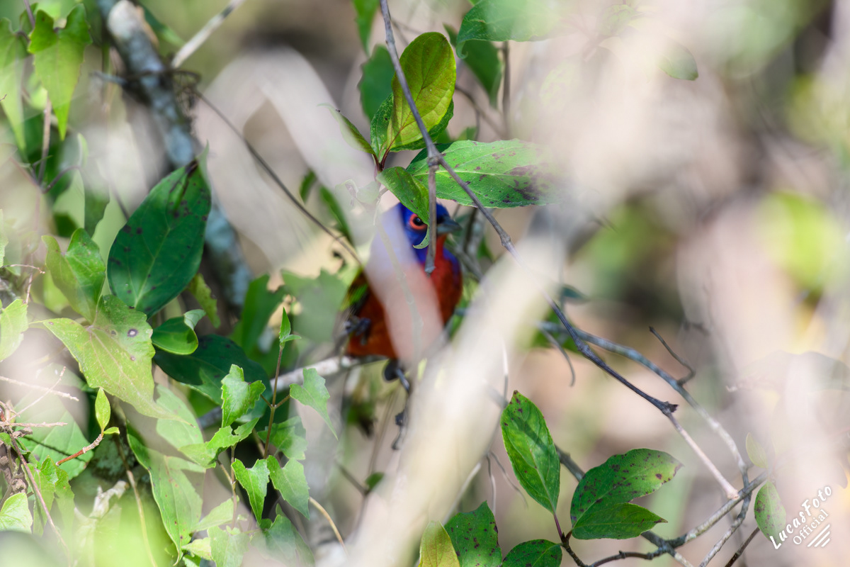 (Hidden) Painted Bunting