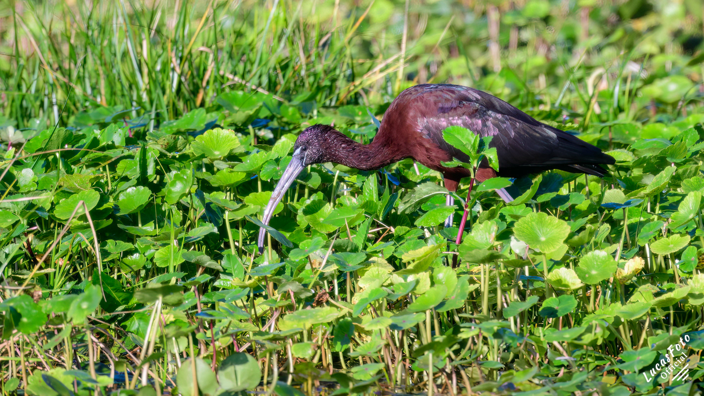 Glossy Ibis