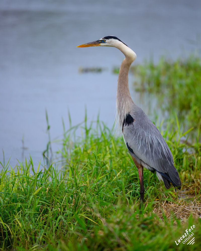 Great Blue Heron