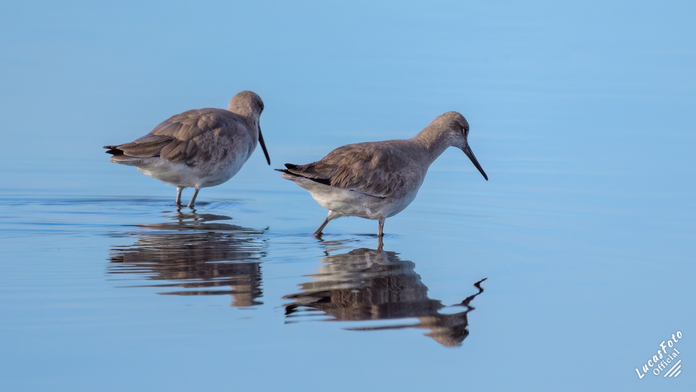 Willet