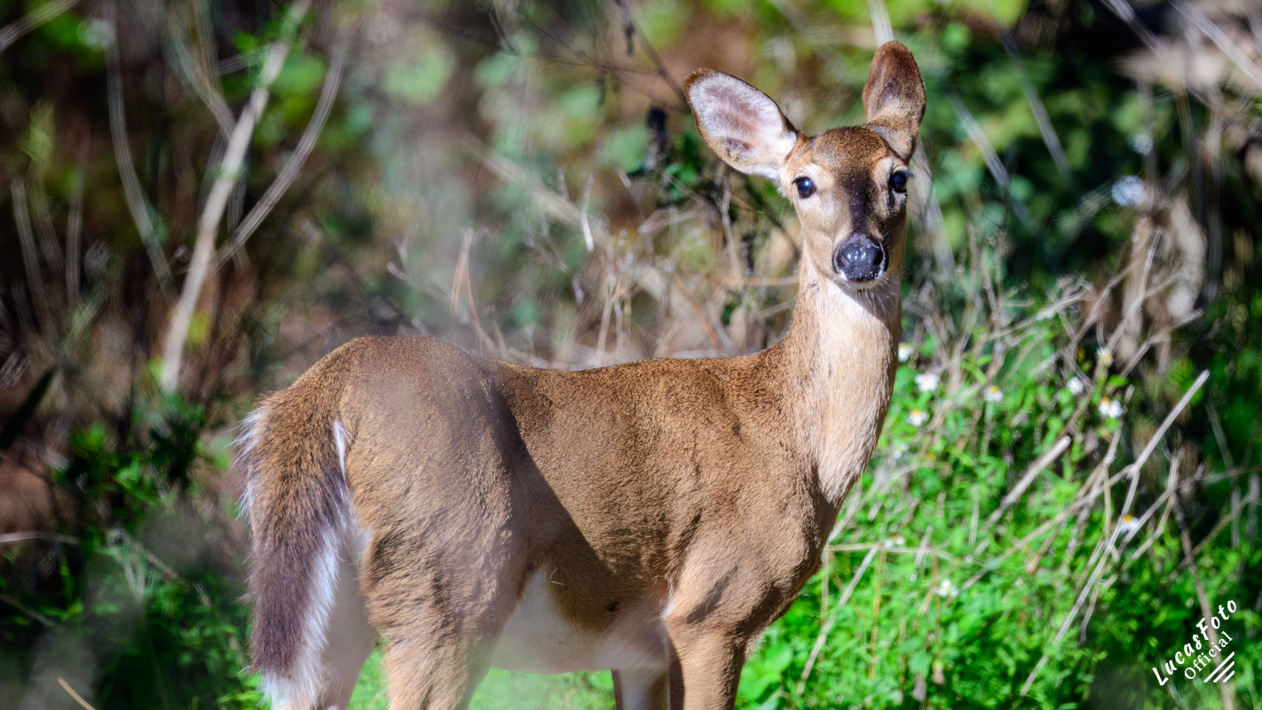 Whitetail