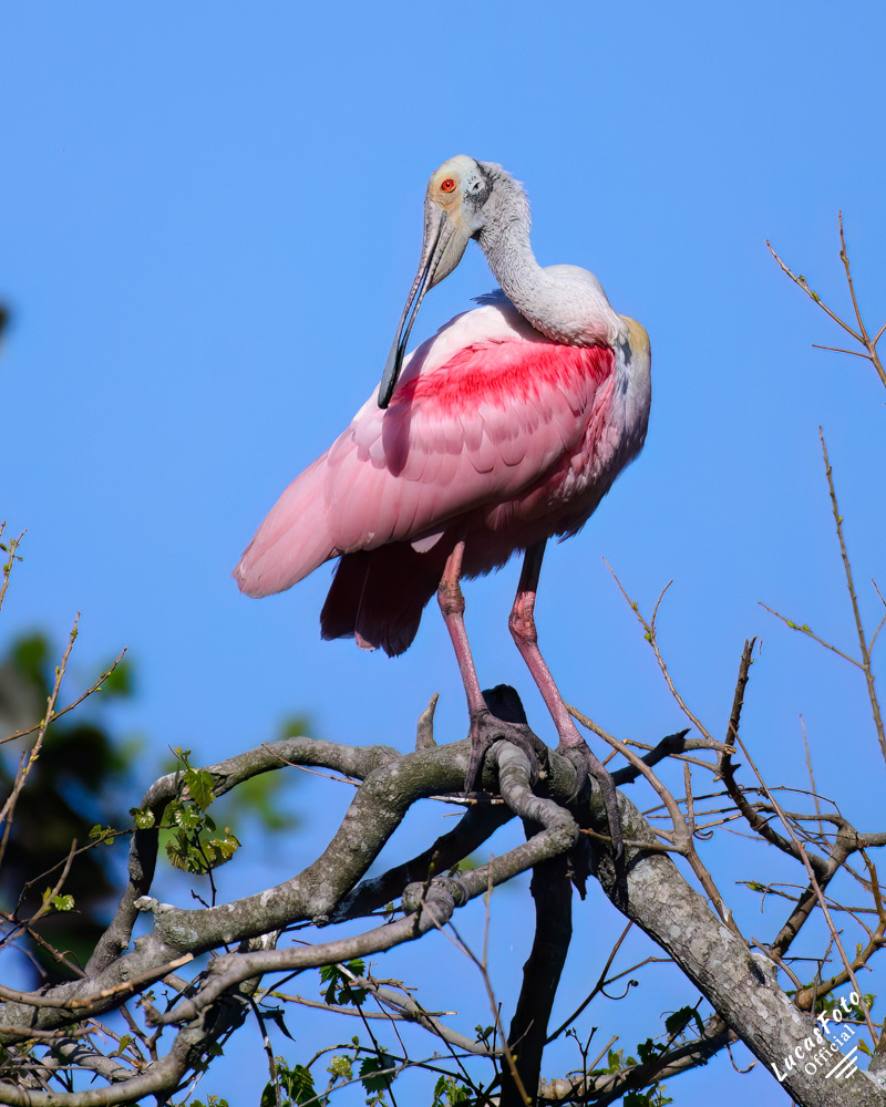 Roseate Spoonbill