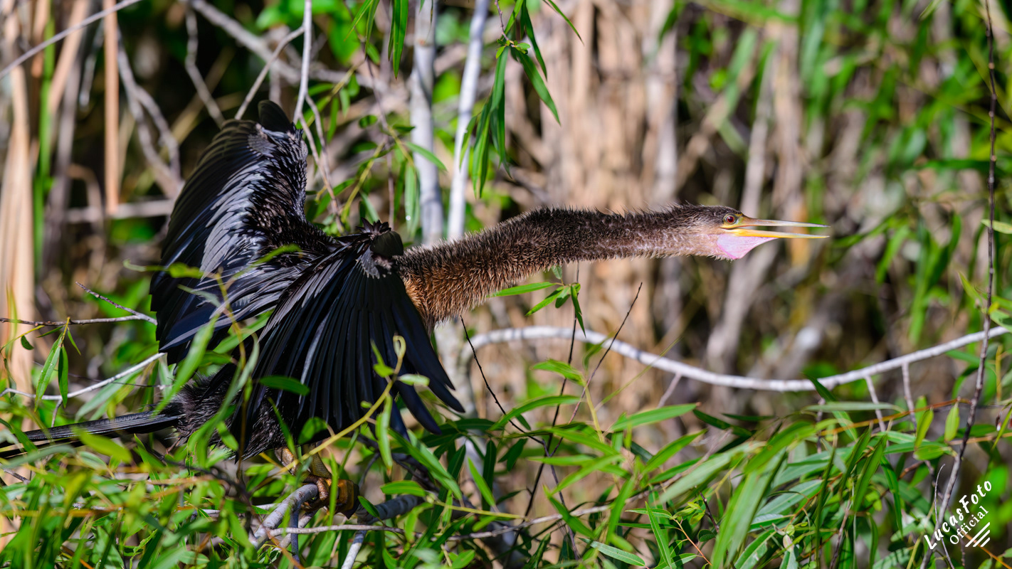 Anhinga