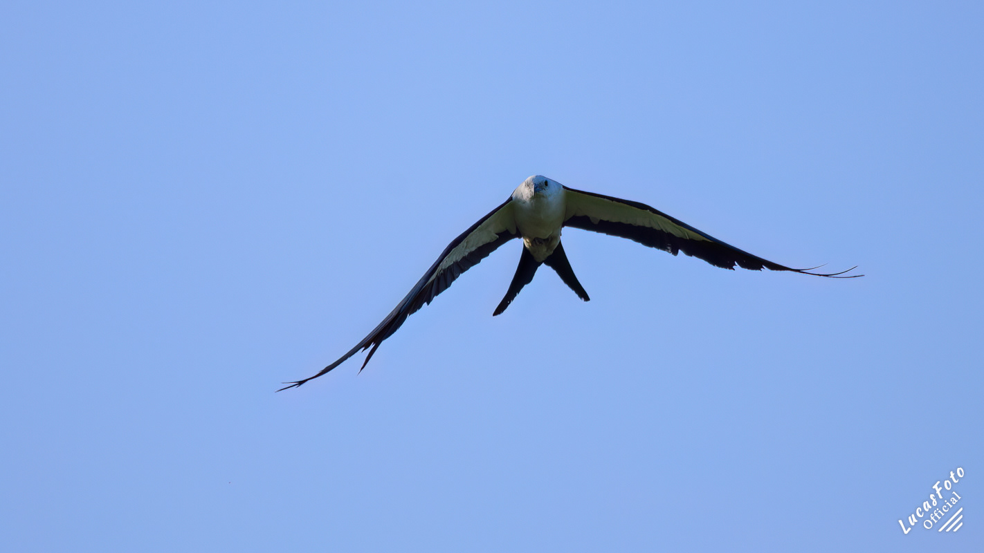 Swallow-tailed Kite