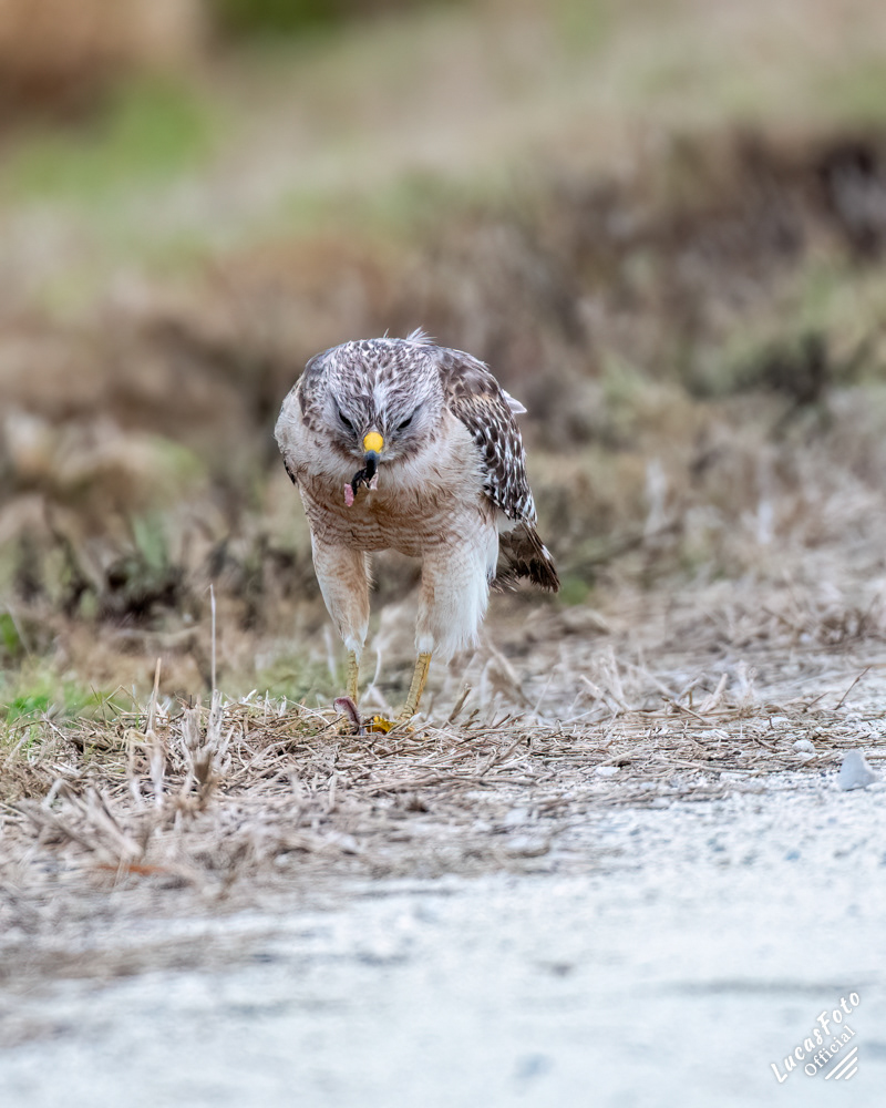 Red-shouldered Hawk